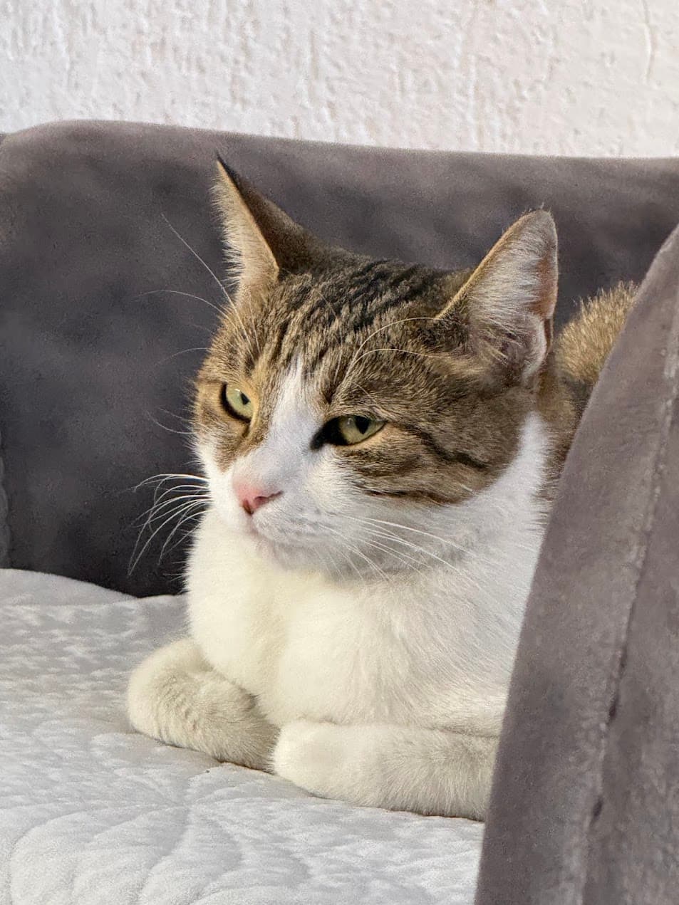 Arlind Minushi's cat resting on a desk