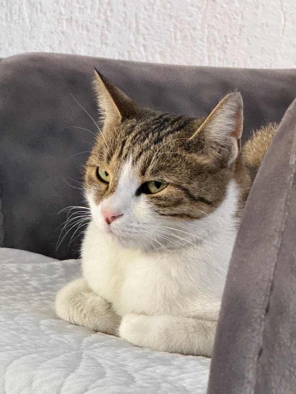 My cat